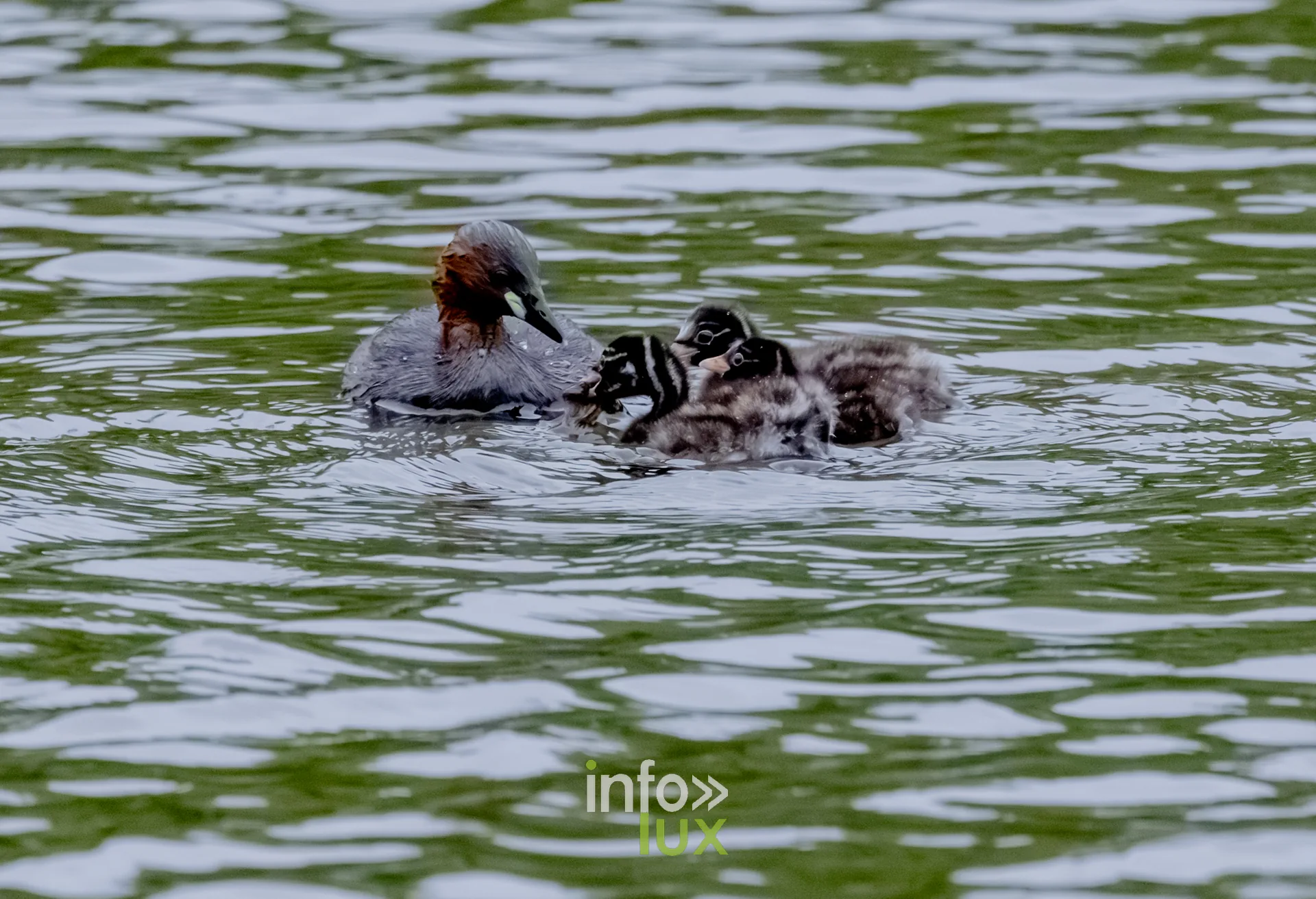 Grebe castagneux adulte et ses poussins rayes sur le vieux canal de Ronquieres