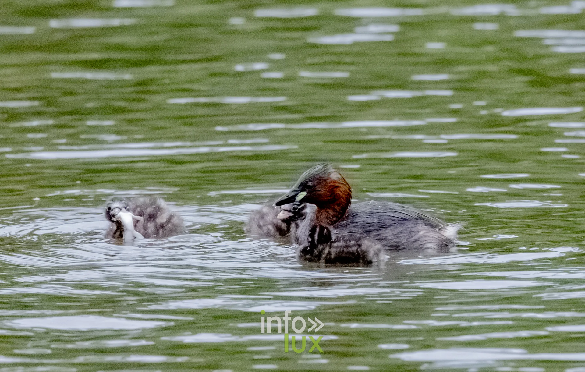 Grebe castagneux adulte et ses poussins nageant sur le vieux canal de Ronquieres