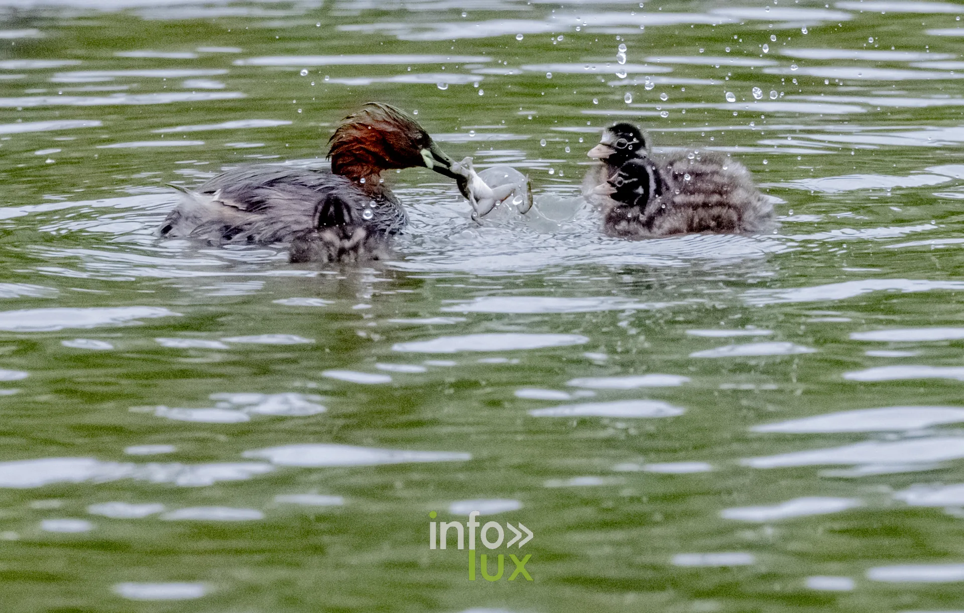 Grebe castagneux nourrissant un poussin avec un poisson sur le vieux canal de Ronquieres