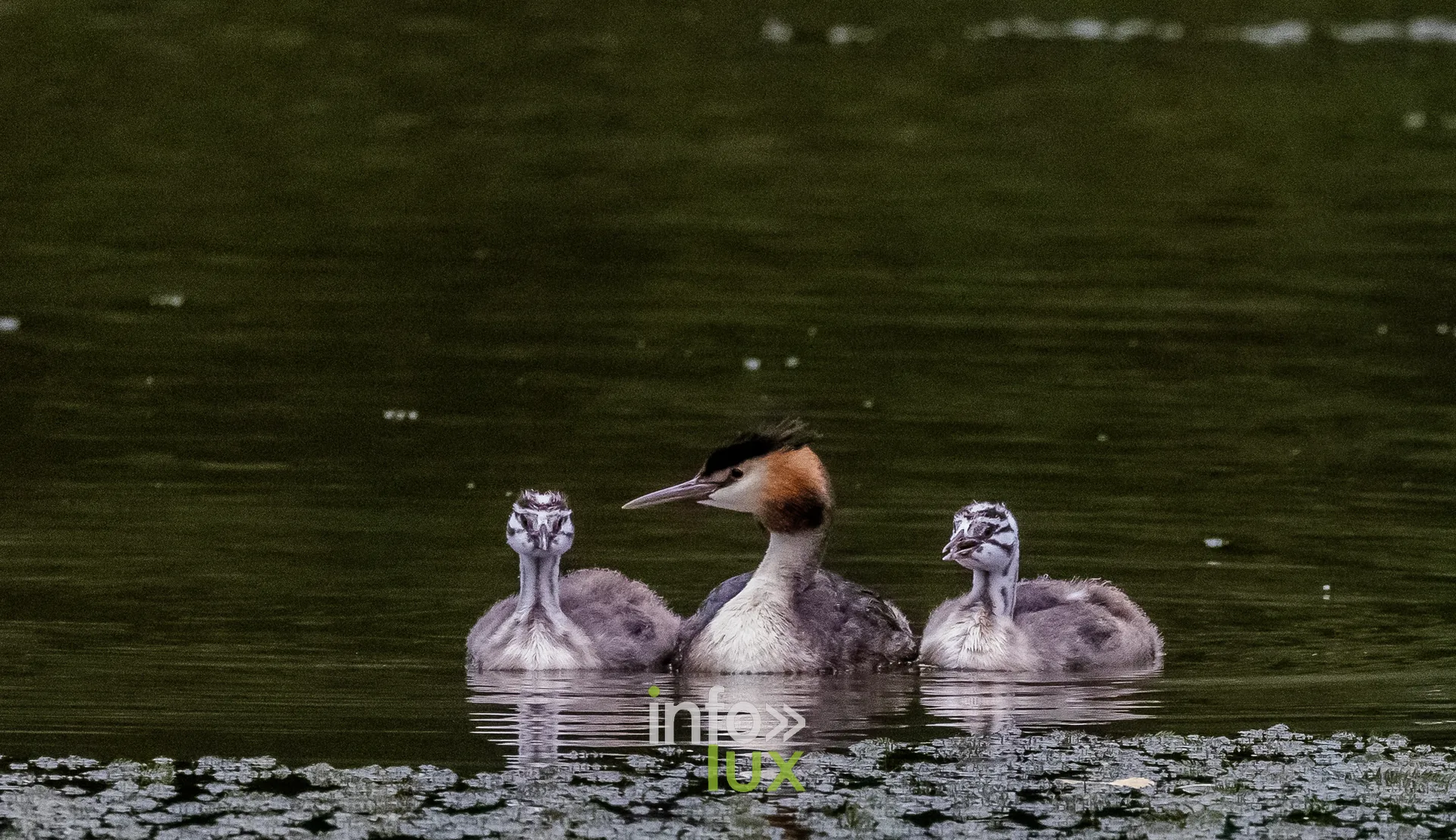 Grebe huppe adulte et ses deux jeunes sur le vieux canal de Ronquieres