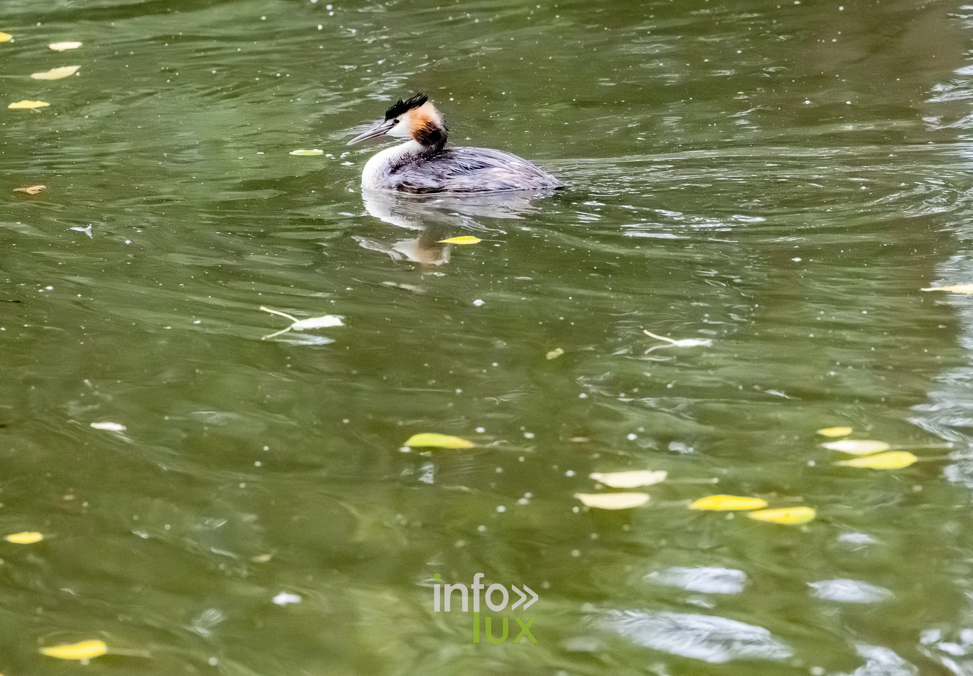 Grebe huppe nageant sur le vieux canal de Ronquieres