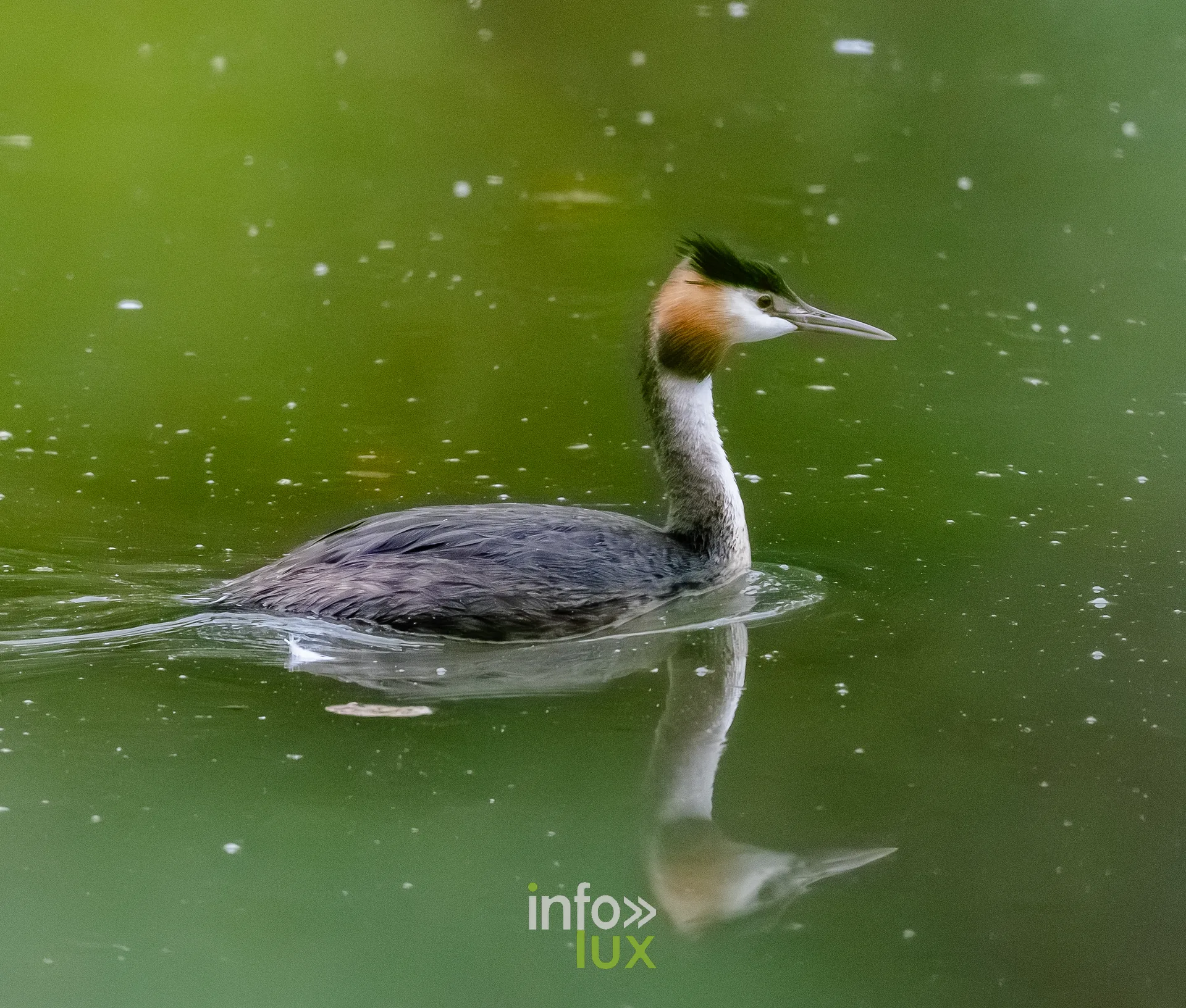 Grebe huppe en plumage nuptial nageant sur le vieux canal de Ronquieres