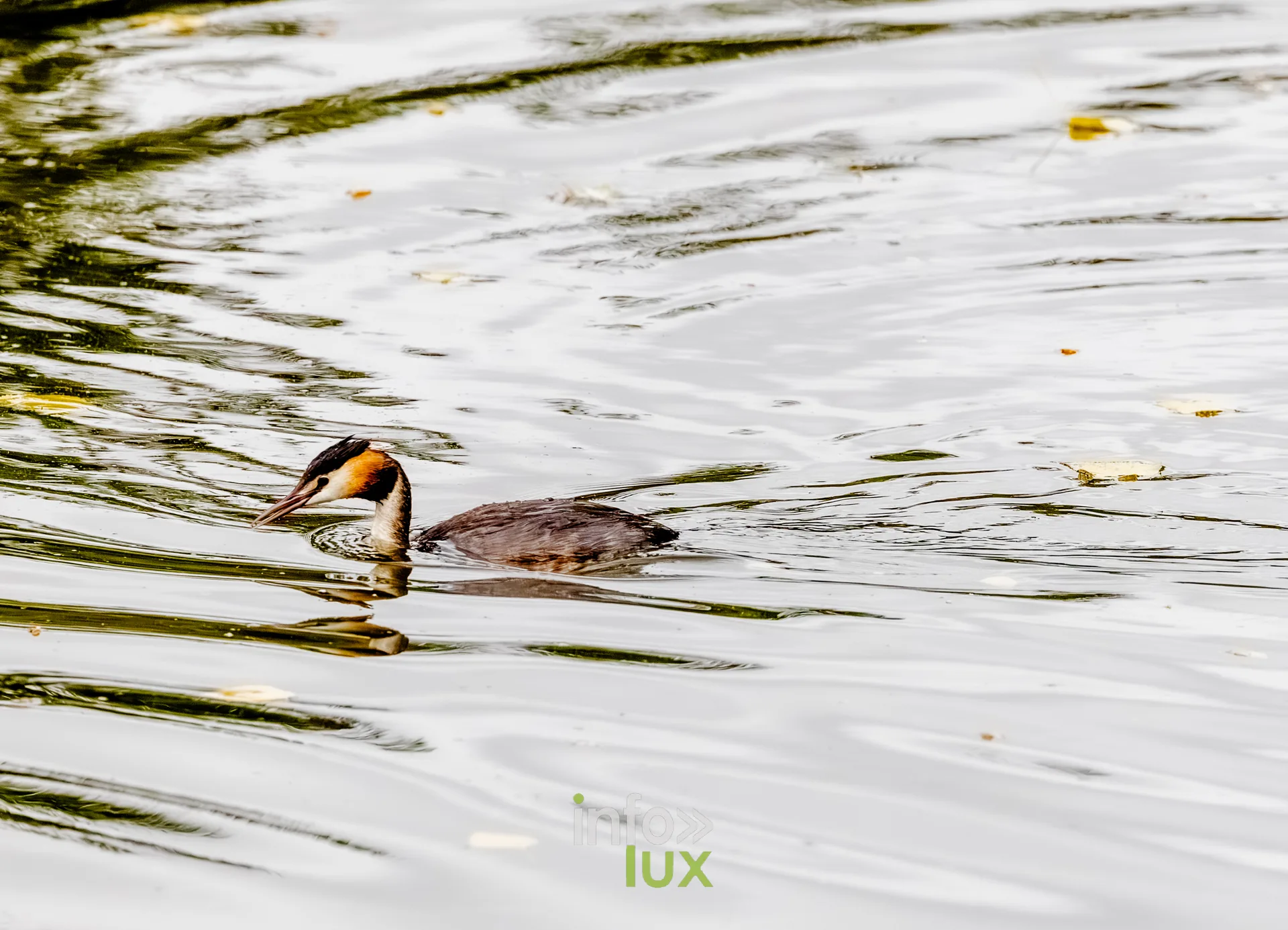 Grebe huppe nageant parmi les reflets du vieux canal de Ronquieres