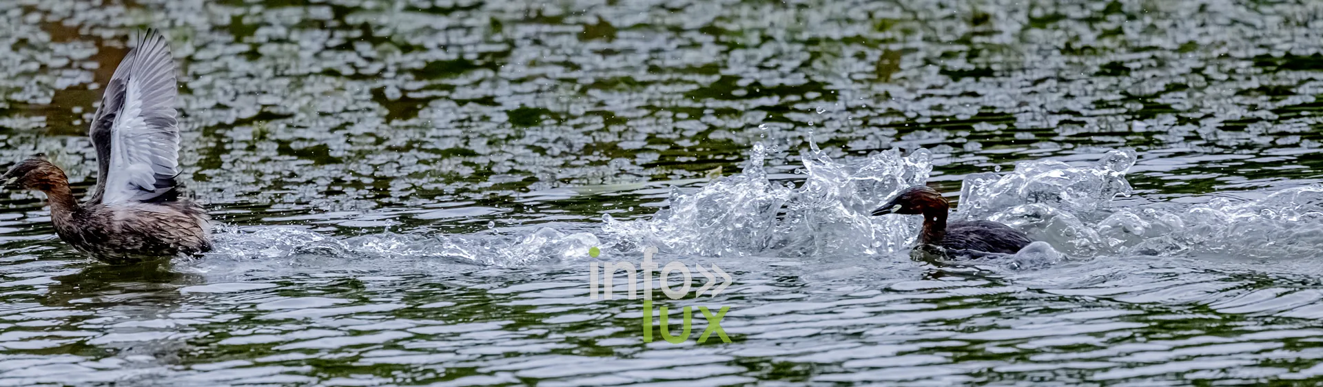 Grebes provoquant des eclaboussures a la surface du vieux canal de Ronquieres