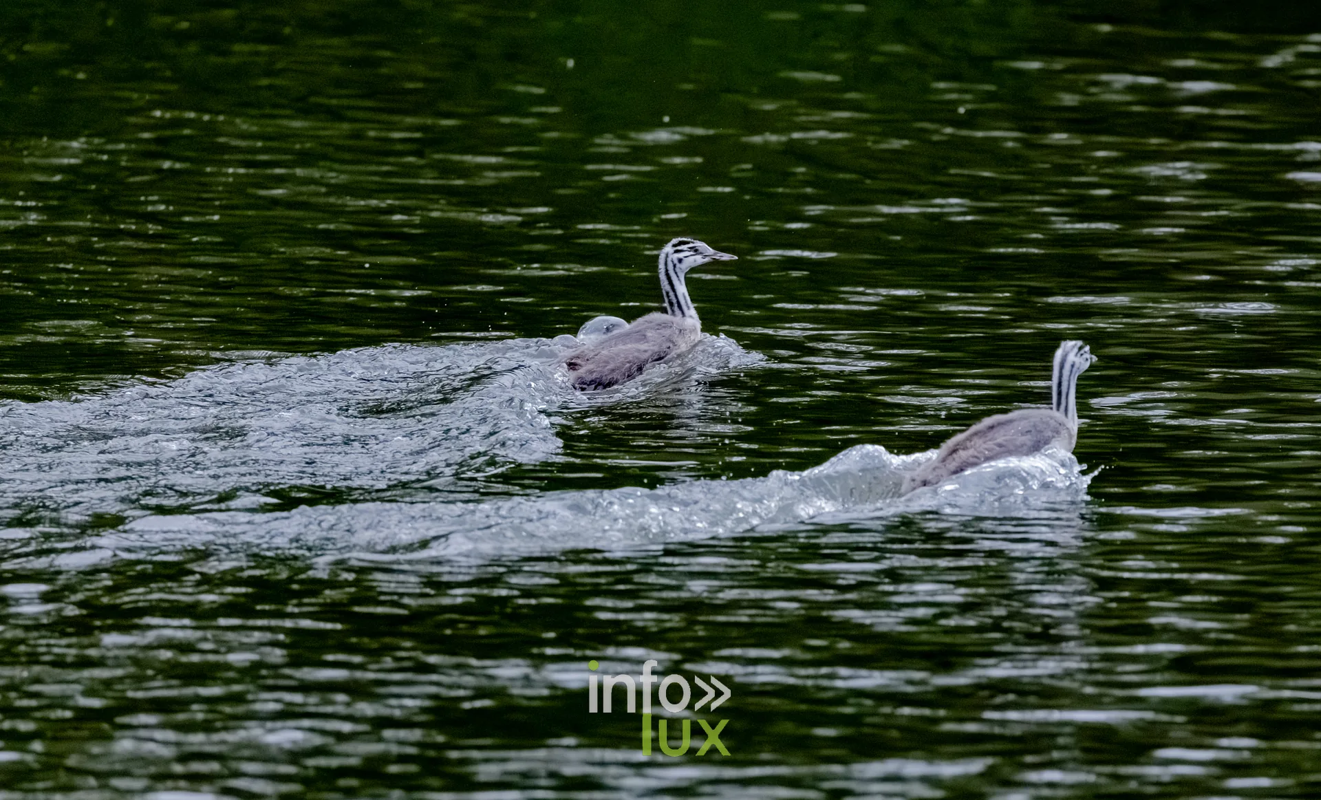 Grebes huppes courant sur l'eau du vieux canal de Ronquieres