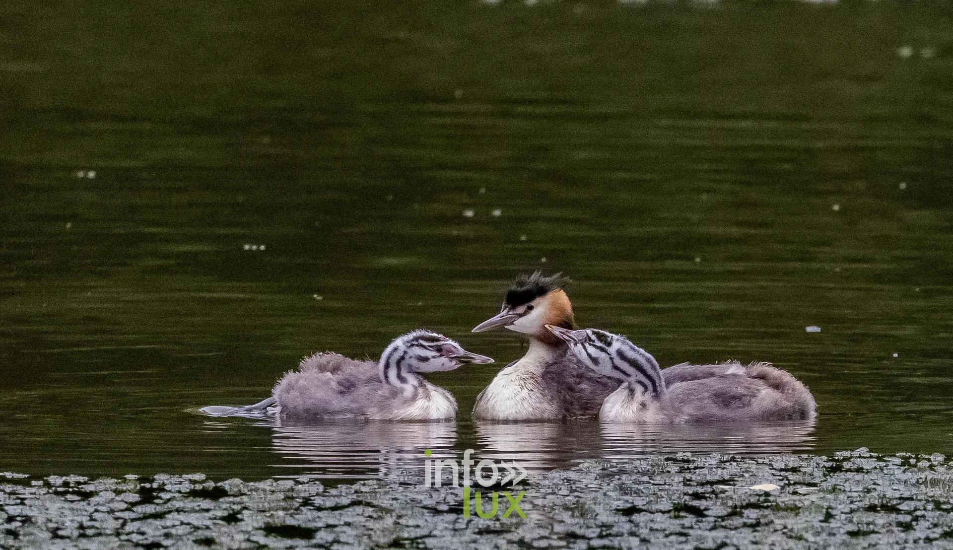 Grebe huppe adulte entoure de ses jeunes sur le vieux canal de Ronquieres
