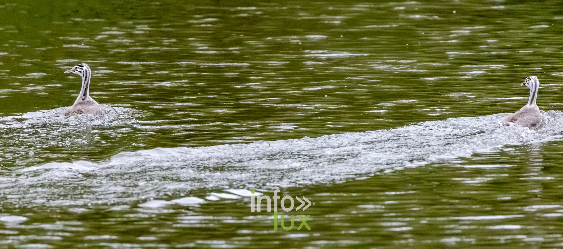Grebes huppes en poursuite laissant un sillage sur le vieux canal de Ronquieres