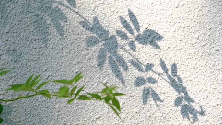 Ombres de feuillage projetees sur un mur blanc