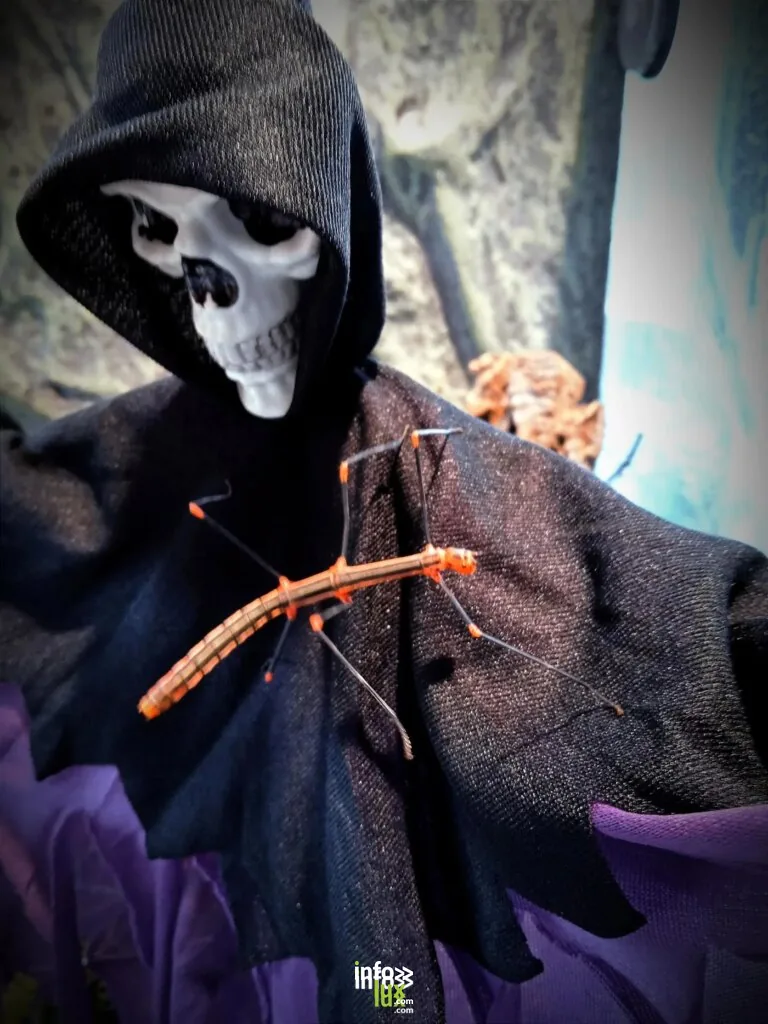Waremme > Musée > Halloween à Hexapoda 2026