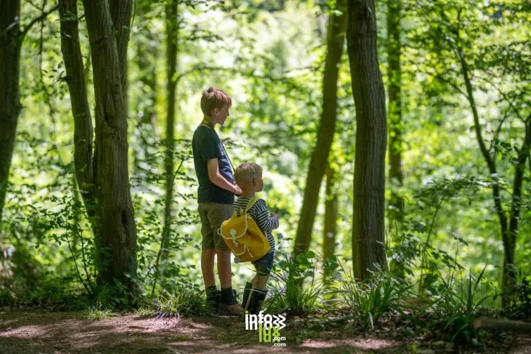 Haut-bois : Balade de Haut-bois à Gesves : balade en forêt