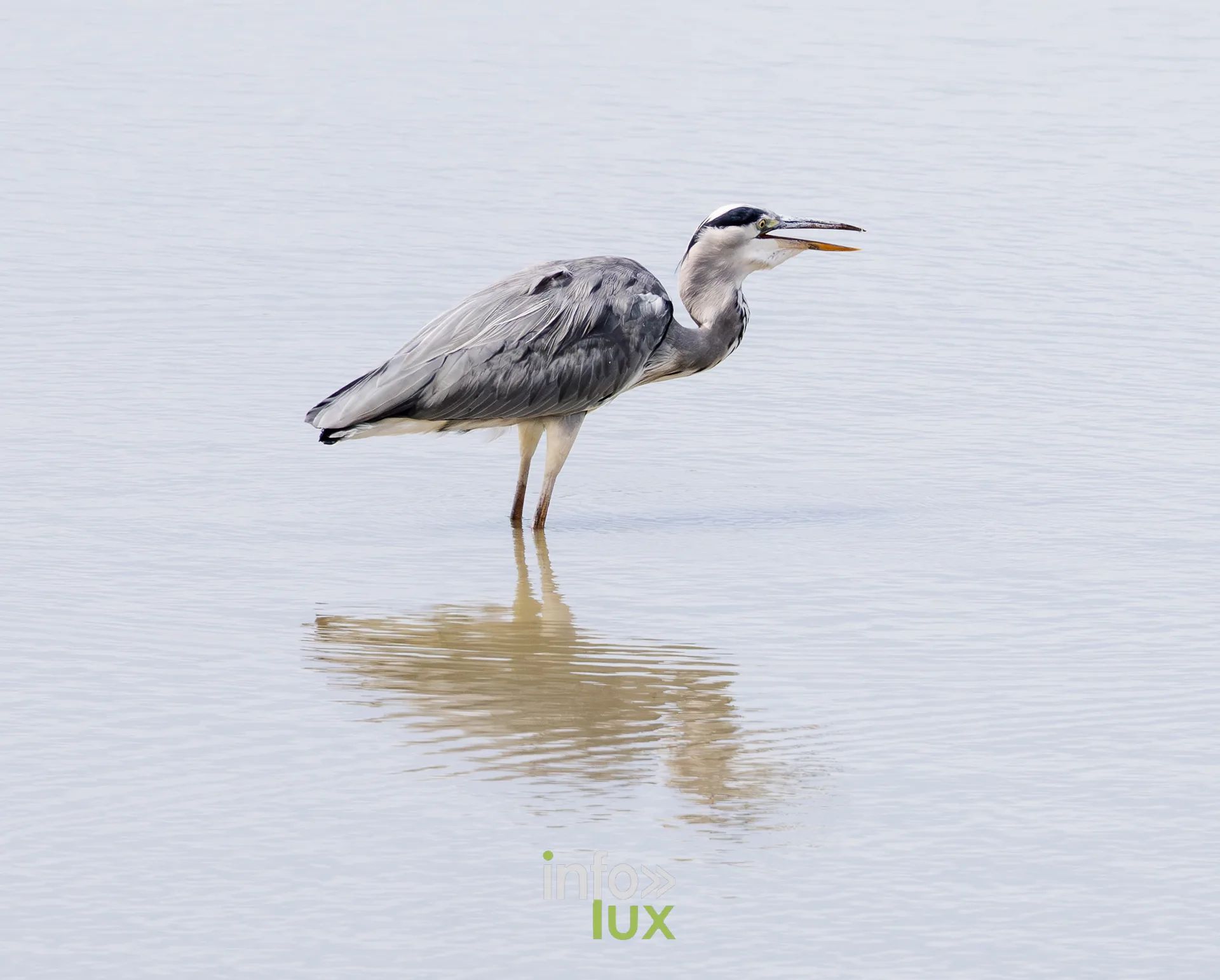 Heron cendre avalant un poisson sur l'etang de Virelles