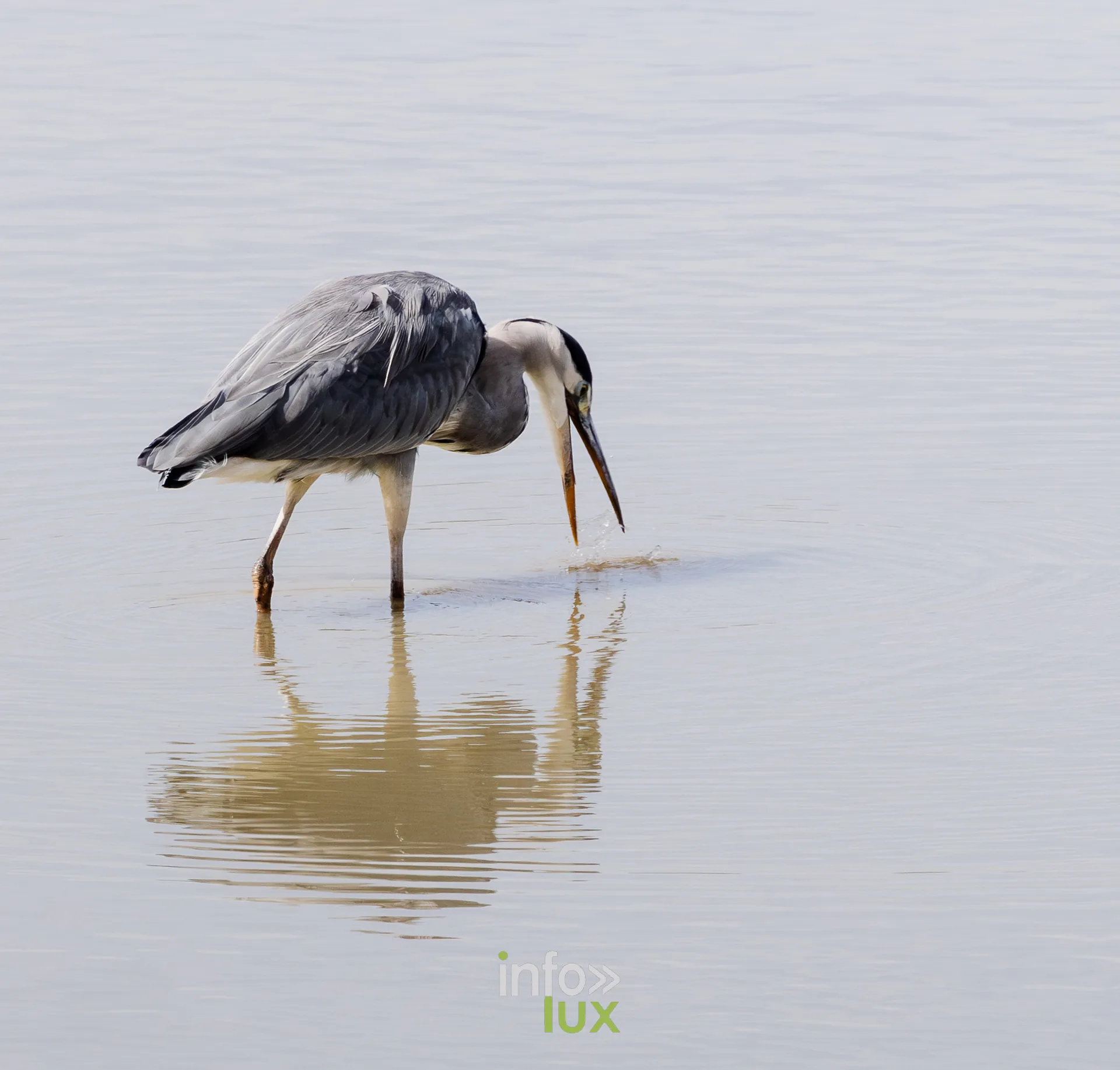 Heron cendre le bec vers l'eau en train de pecher dans l'etang de Virelles