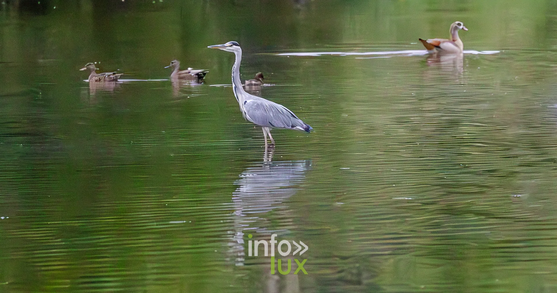 Heron cendre debout dans l'eau du vieux canal de Ronquieres
