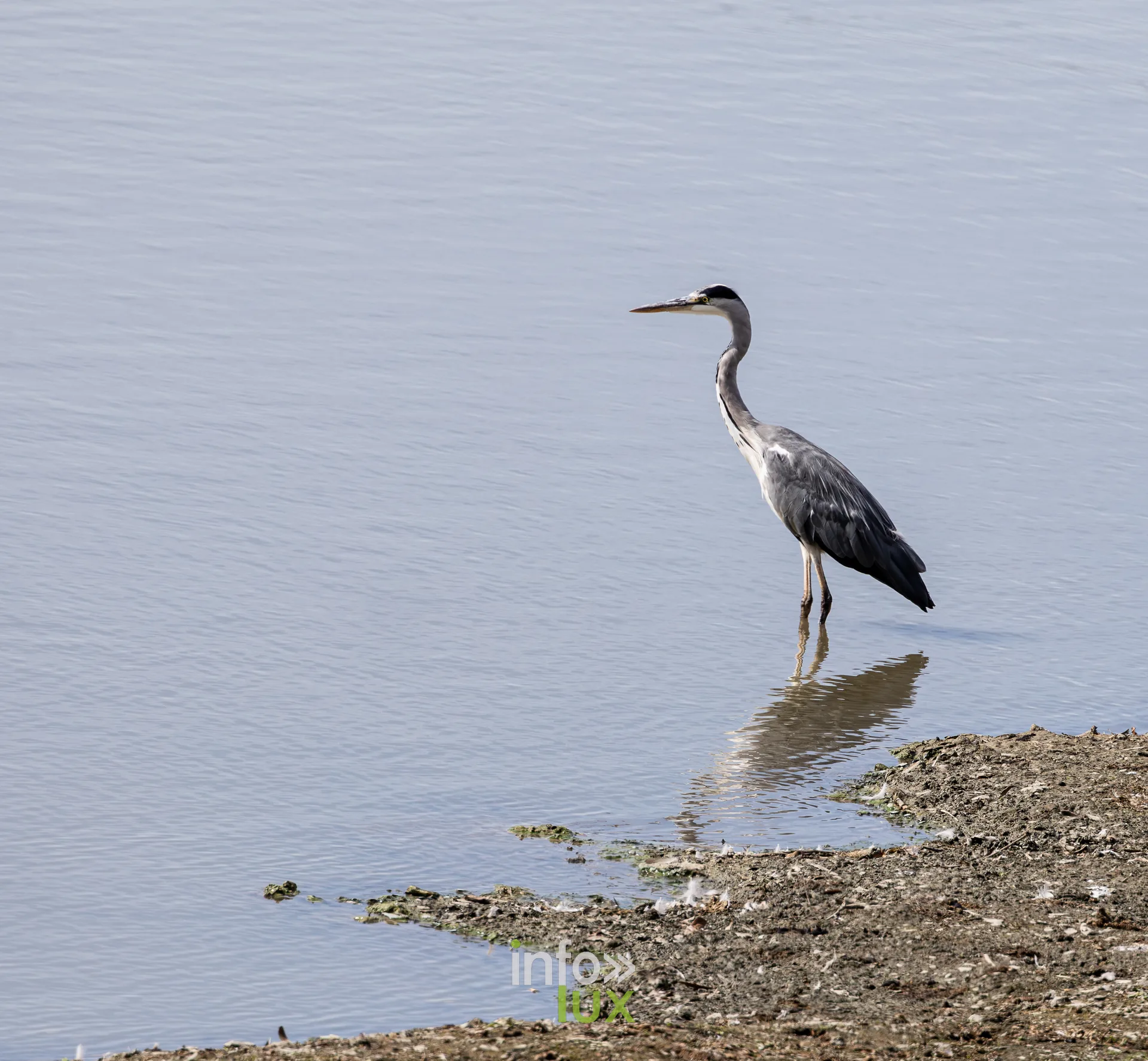 Heron cendre debout dans l'eau peu profonde de l'etang de Virelles