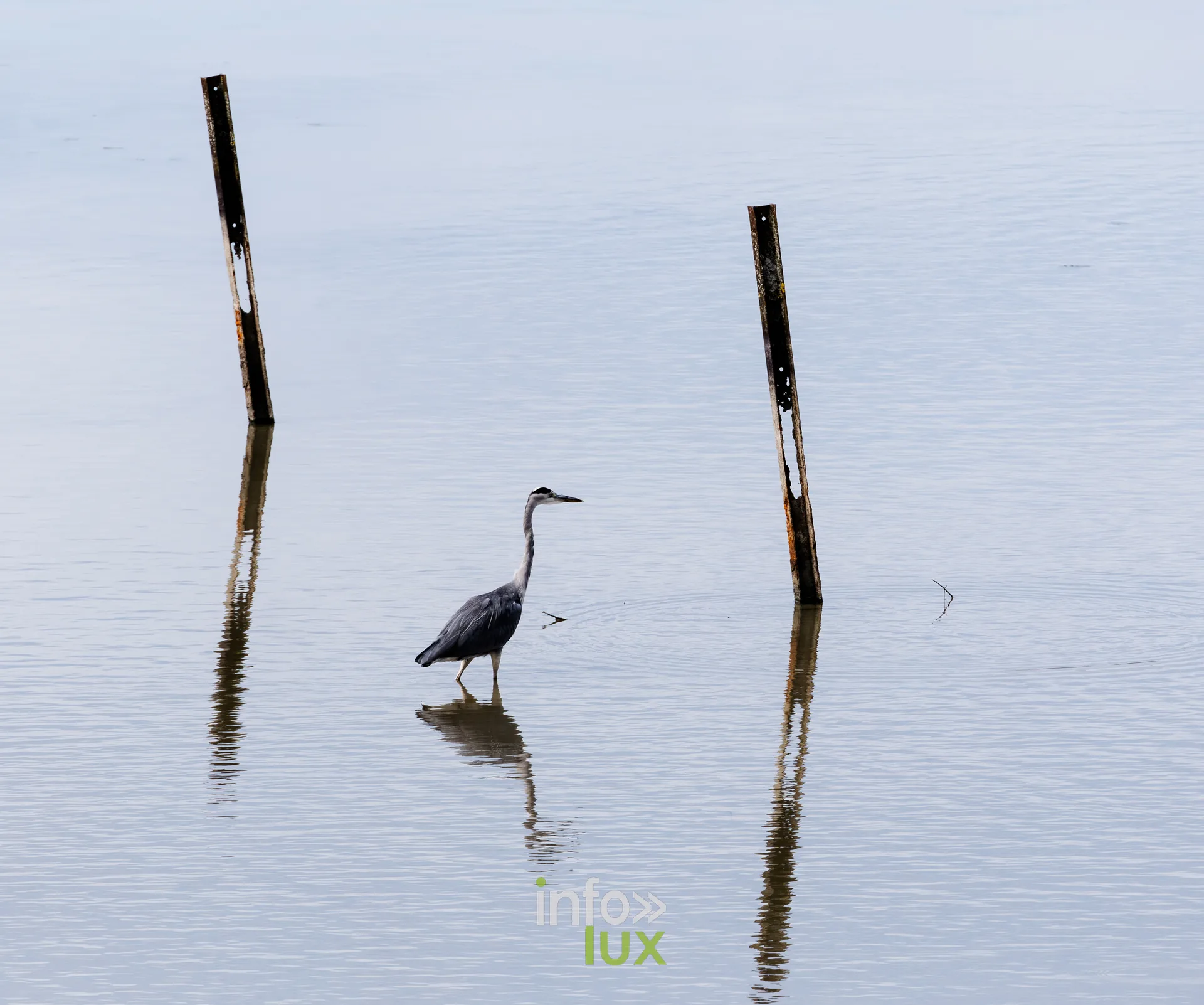 Heron cendre entre deux pieux dans l'eau calme de l'etang de Virelles