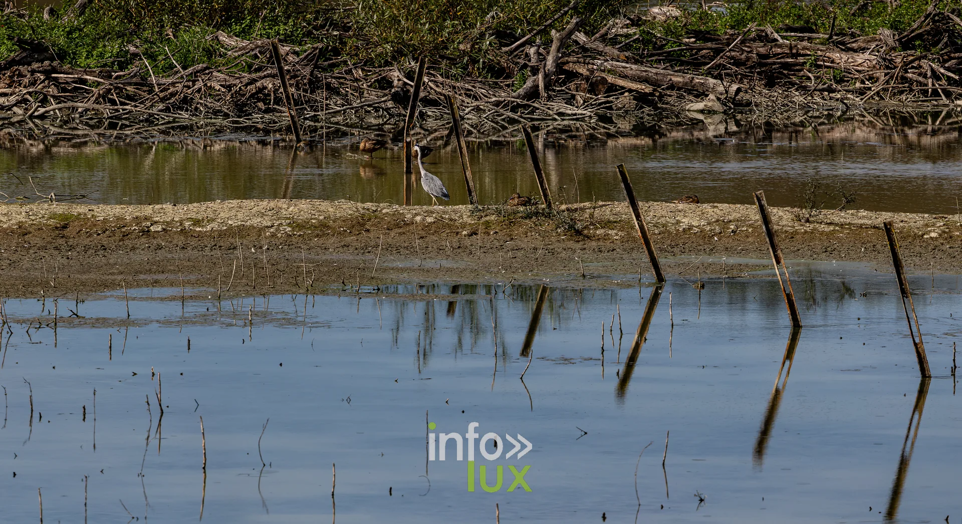 Heron cendre debout entre des pieux de bois sur la vasiere de l'etang de Virelles