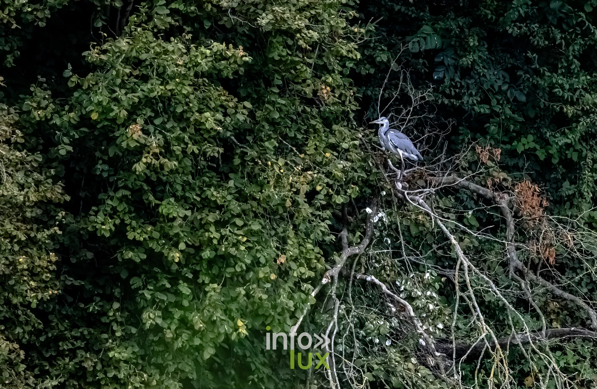 Heron cendre perche dans un arbre au bord du vieux canal de Ronquieres