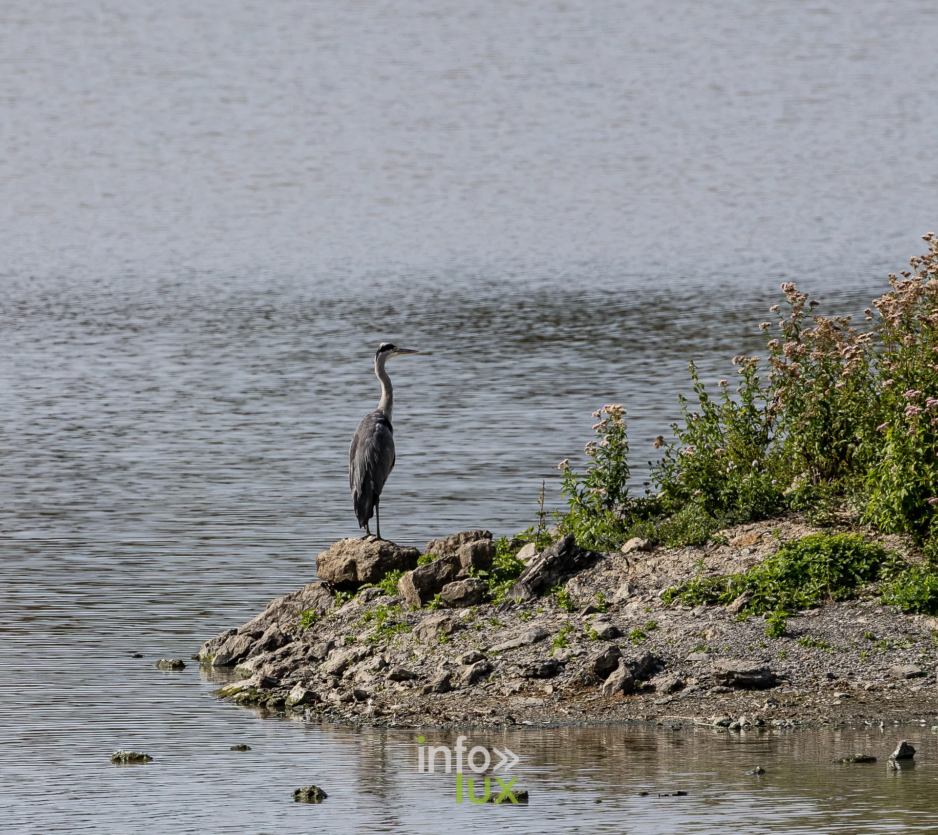 Heron cendre pose sur une pointe rocheuse au bord de l'etang de Virelles