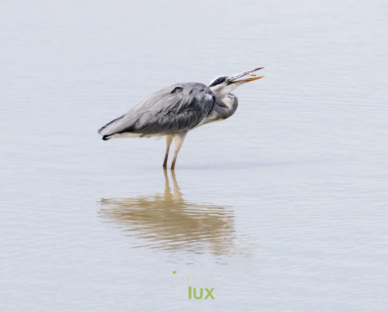 Heron cendre tenant un poisson dans son bec sur l'etang de Virelles