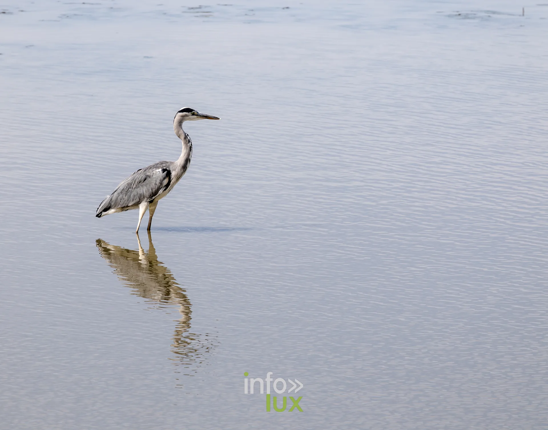 Heron cendre immobile et son reflet dans l'eau de l'etang de Virelles