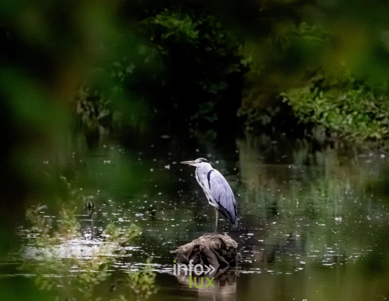 Heron cendre pose sur une souche emergee du vieux canal de Ronquieres