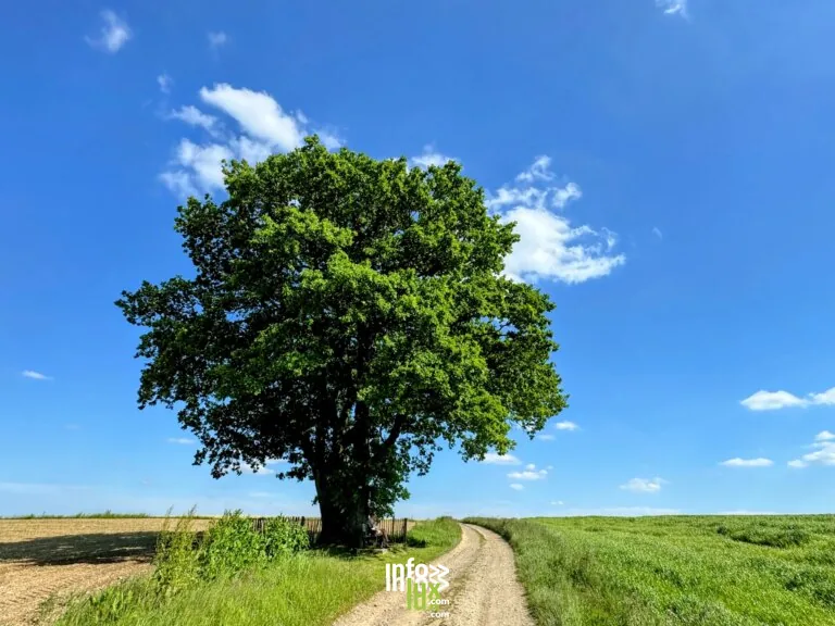 Histoires d’arbres – aire de pique nique et parasol à hirondelles à Tenneville : aire de pique-nique