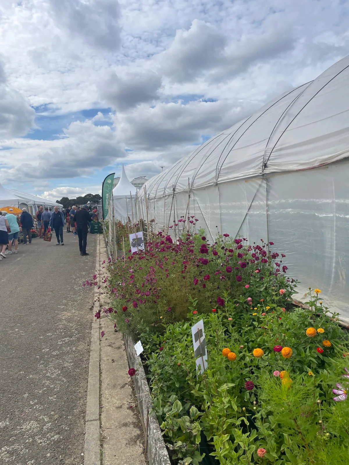 Allee fleurie de dahlias et zinnias le long des serres tunnel aux Hortifolies 2026 de Gembloux