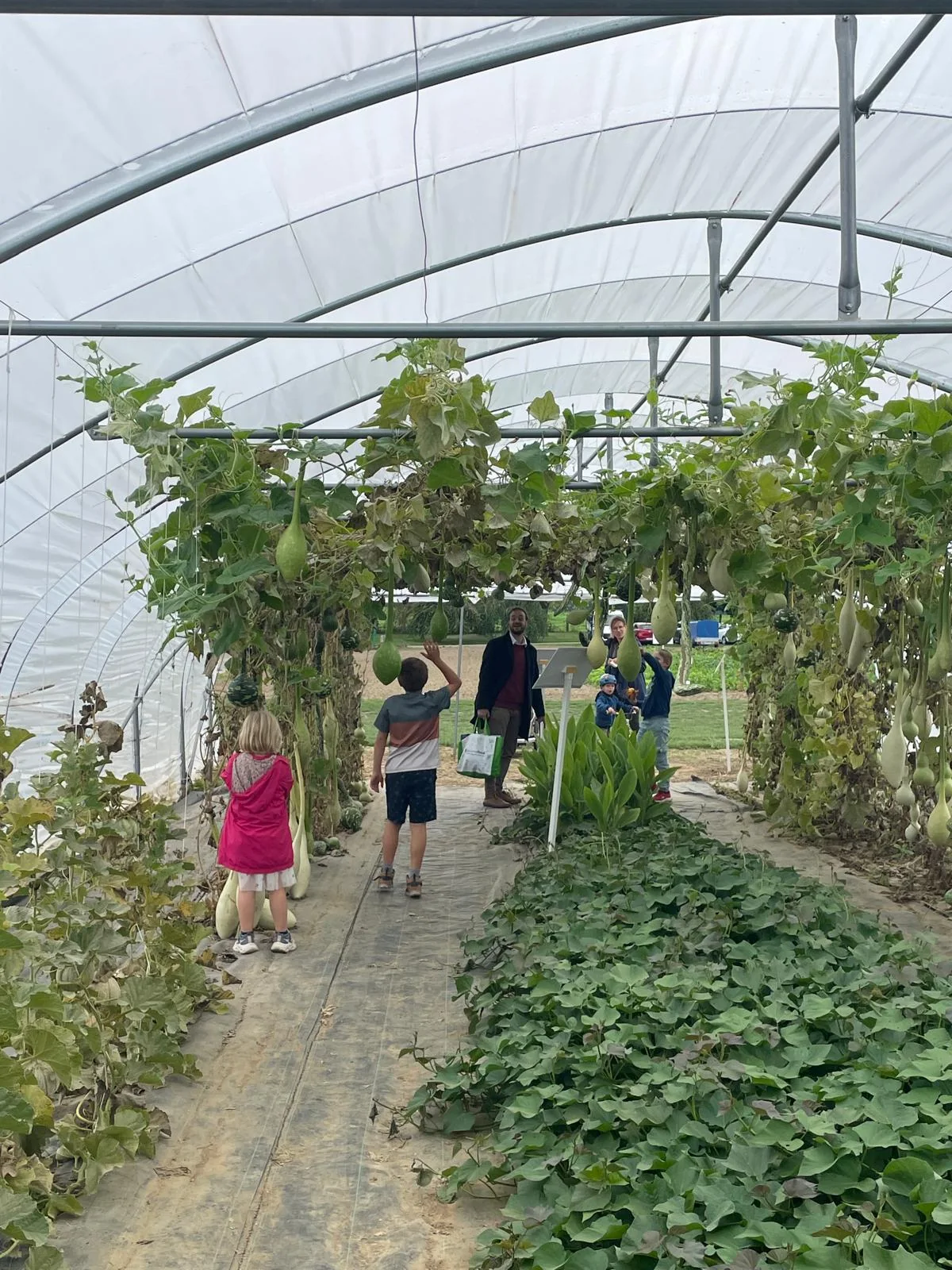 Enfants sous une serre tunnel des Hortifolies 2026 a Gembloux, courges et calebasses suspendues