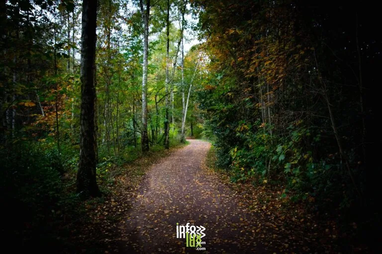 Randonnée en forêt, Dompierre-aux-Bois