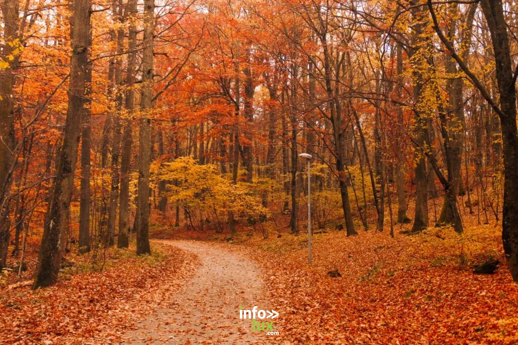 Sentier d'automne serein à travers une forêt vibrante avec un feuillage coloré.
