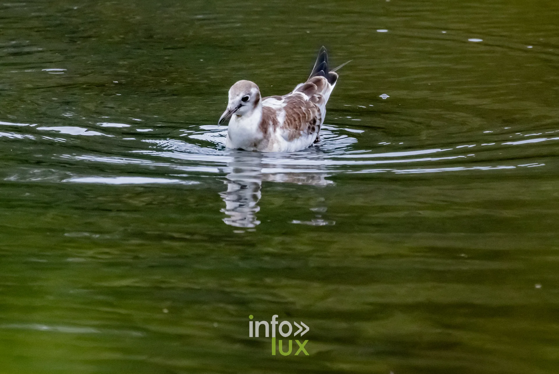 Jeune grebe huppe s'ebrouant sur le vieux canal de Ronquieres