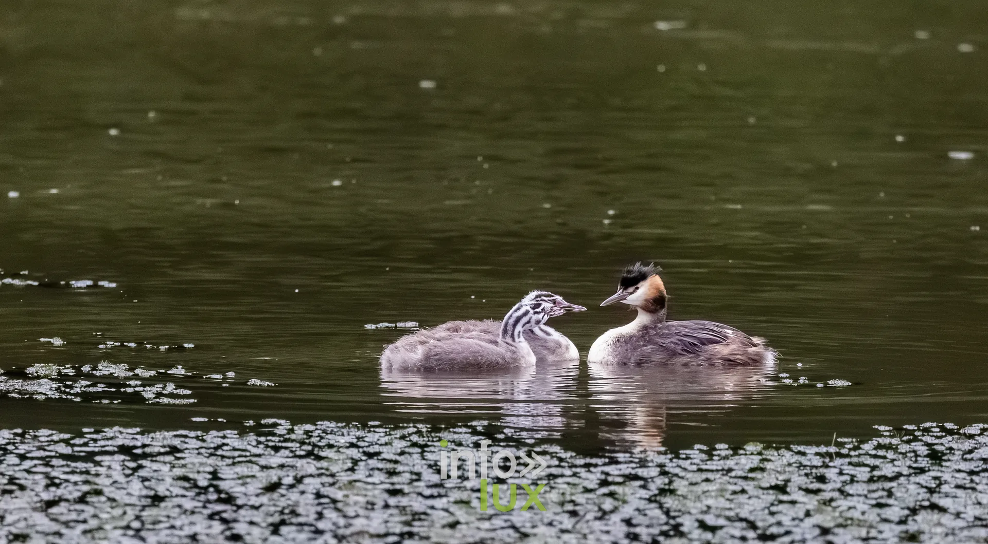 Deux jeunes grebes huppes au plumage raye sur le vieux canal de Ronquieres