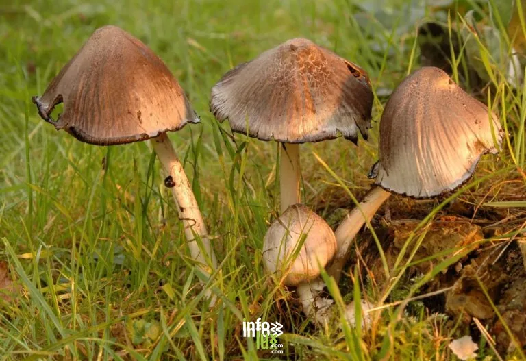Jemeppe-sur-Sambre > Balade > Journée champignons