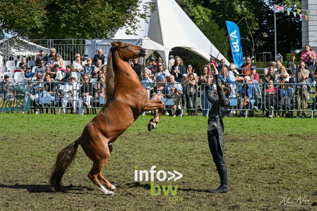 Un cheval alezan cabré face à son dresseur devant le public, Journées du Cheval de Braine-l’Alleud