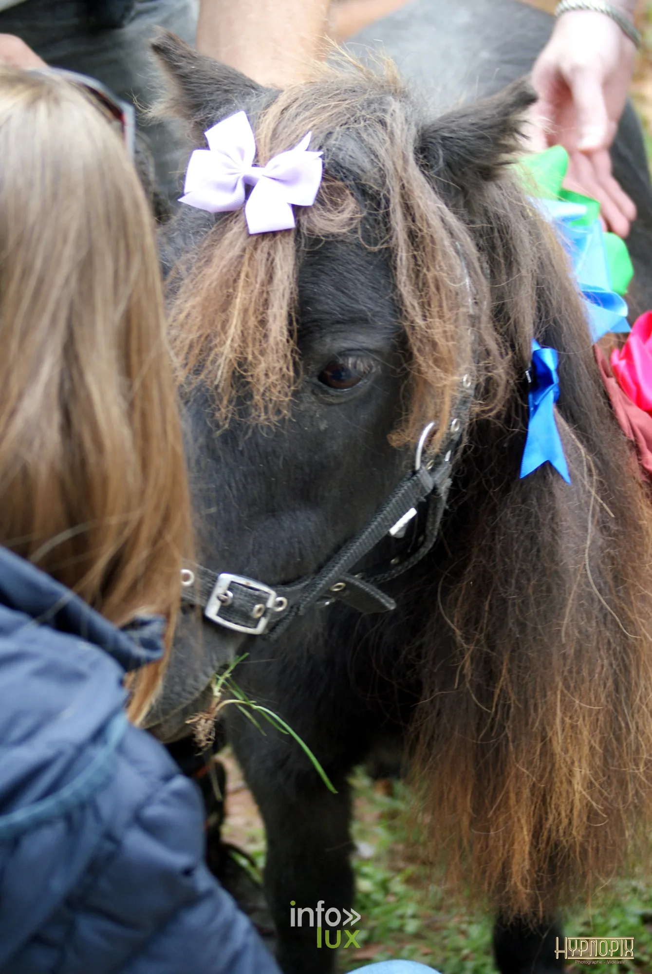 Journées du Cheval 2026 à Braine-l’Alleud, parc du Cheneau : un poney noir orné de rubans, caressé par le public