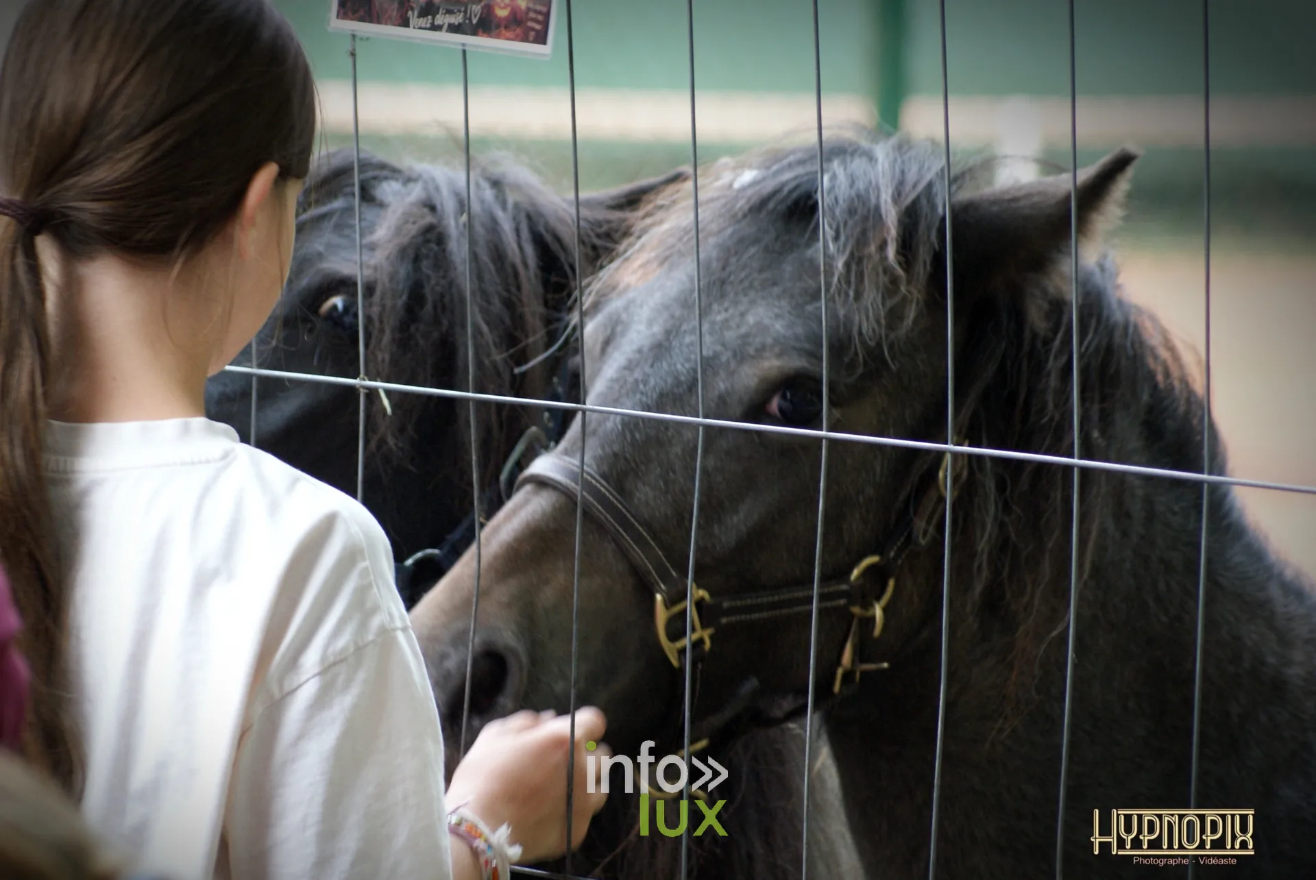 Journées du Cheval 2026 à Braine-l’Alleud, parc du Cheneau : des visiteurs approchent des poneys à travers les barrières