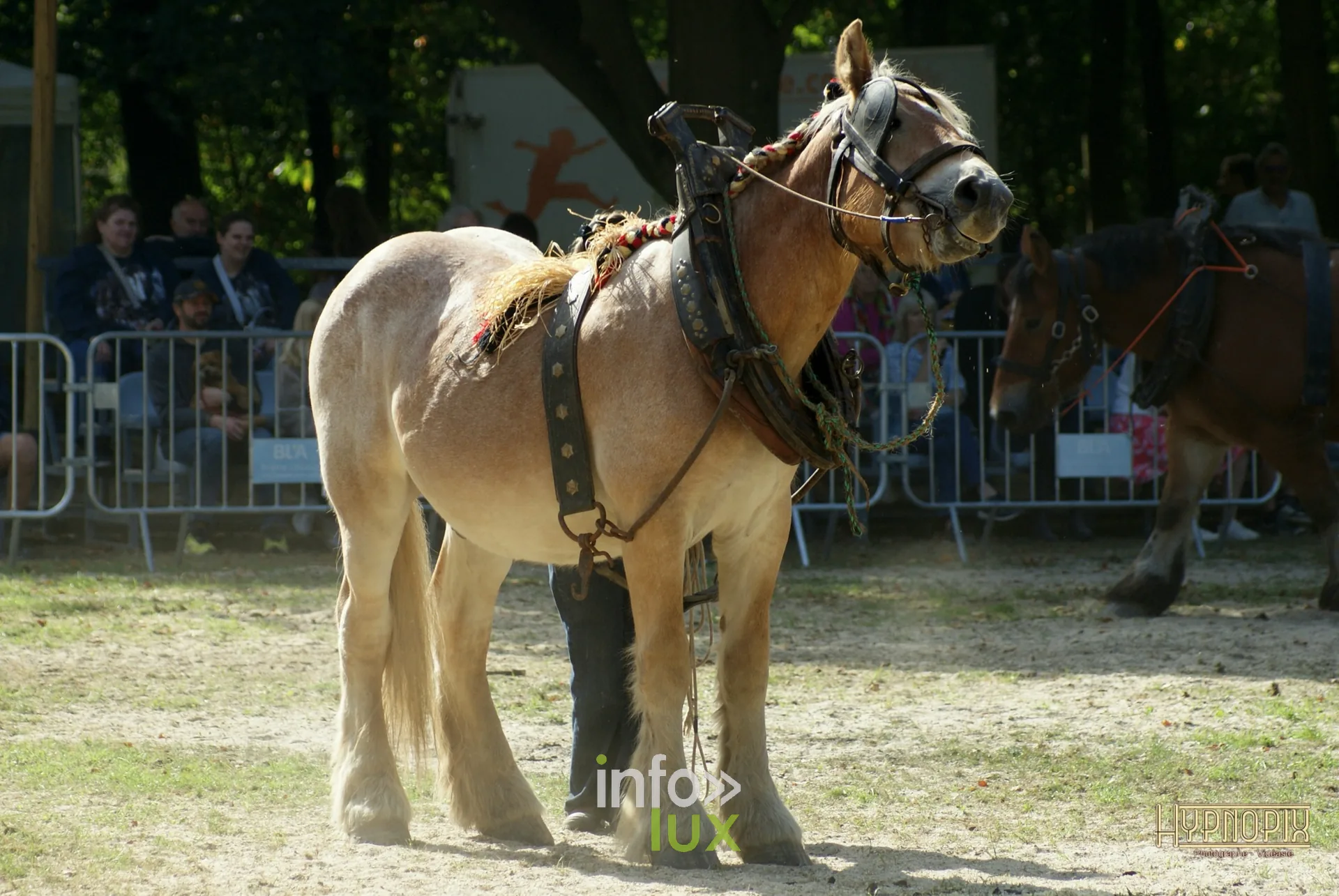 Journées du Cheval 2026 à Braine-l’Alleud, parc du Cheneau : un cheval de trait harnaché