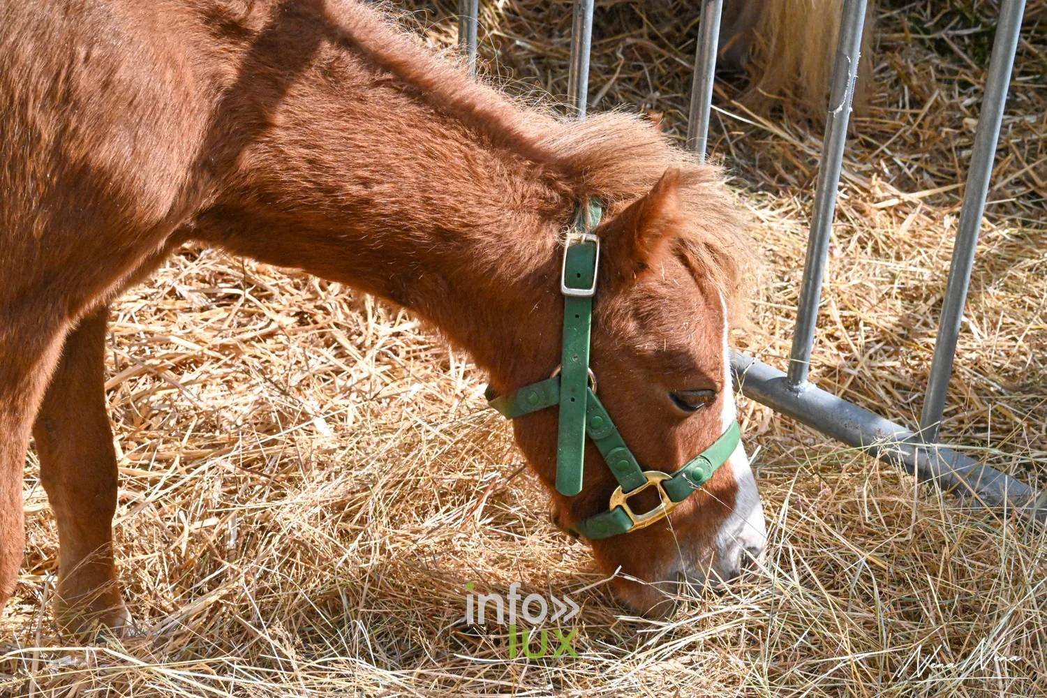 Journées du Cheval 2026 à Braine-l’Alleud, parc du Cheneau : un poney se nourrit de paille dans les boxes