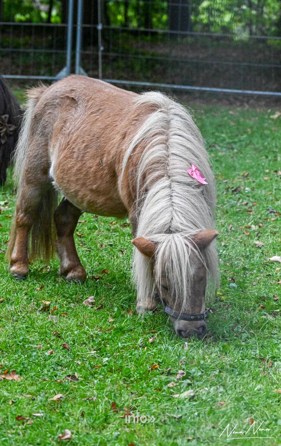 Journées du Cheval 2026 à Braine-l’Alleud, parc du Cheneau : un poney à la crinière claire broute la pelouse