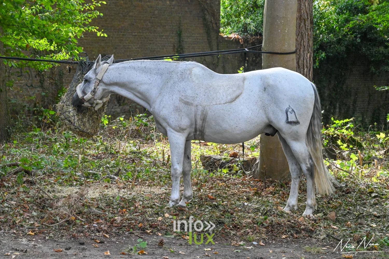 Journées du Cheval 2026 à Braine-l’Alleud, parc du Cheneau : un cheval gris au repos sous les arbres