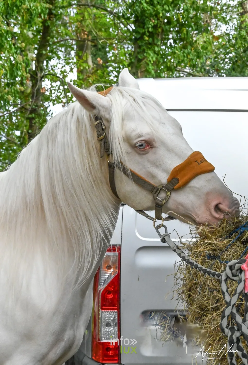 Journées du Cheval 2026 à Braine-l’Alleud, parc du Cheneau : un cheval à la crinière blanche mange son foin près d’un van