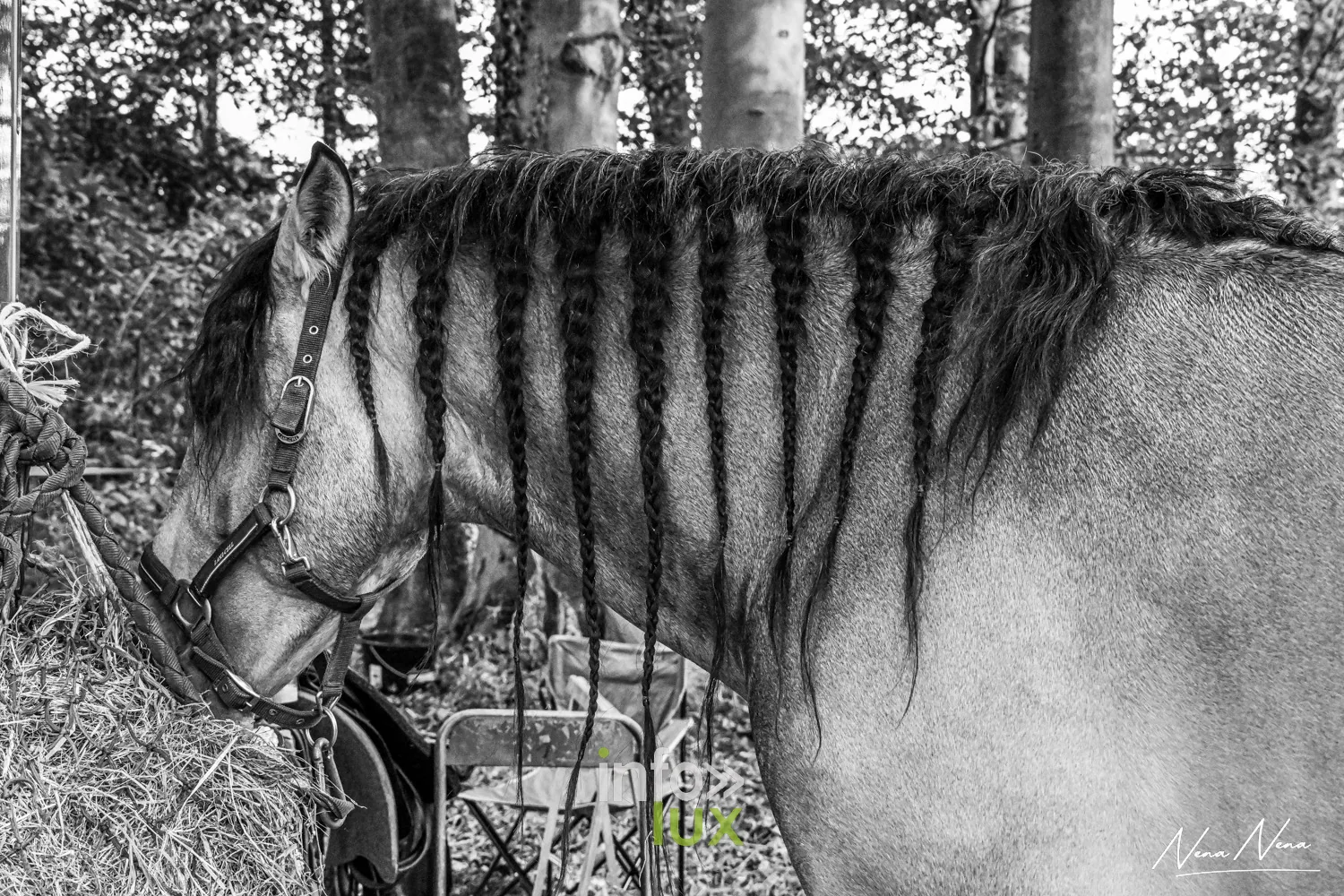 Journées du Cheval 2026 à Braine-l’Alleud, parc du Cheneau : crinière tressée d’un cheval, en noir et blanc