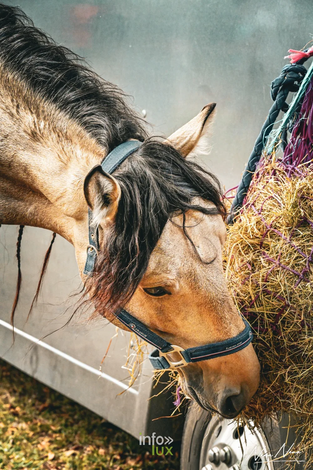 Journées du Cheval 2026 à Braine-l’Alleud, parc du Cheneau : un cheval isabelle mange au filet à foin
