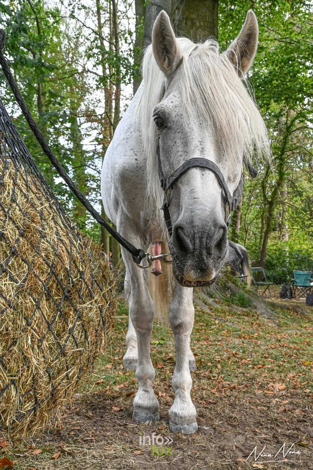 Journées du Cheval 2026 à Braine-l’Alleud, parc du Cheneau : un cheval gris attaché près du filet à foin