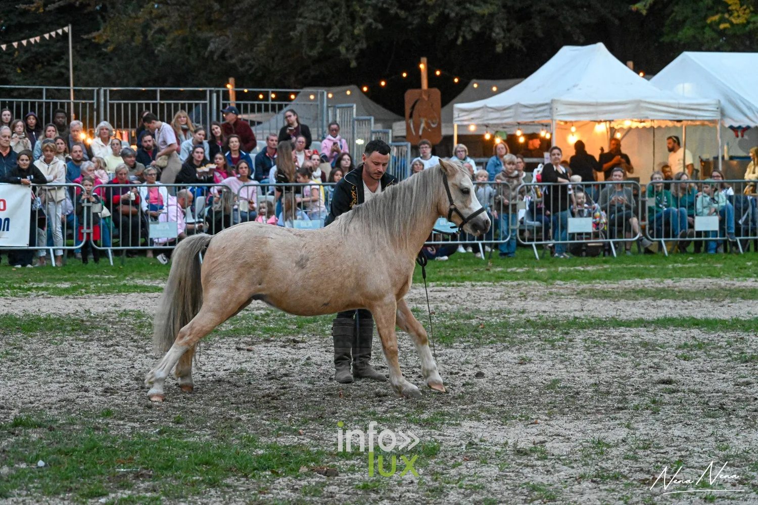 Journées du Cheval 2026 à Braine-l’Alleud, parc du Cheneau : un poney palomino en liberté devant les tribunes
