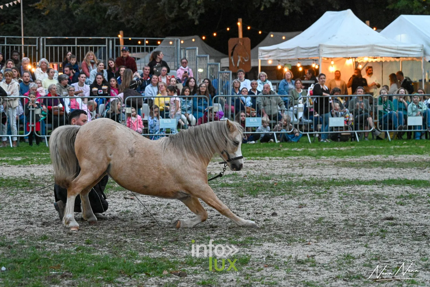 Journées du Cheval 2026 à Braine-l’Alleud, parc du Cheneau : le poney palomino fait la révérence
