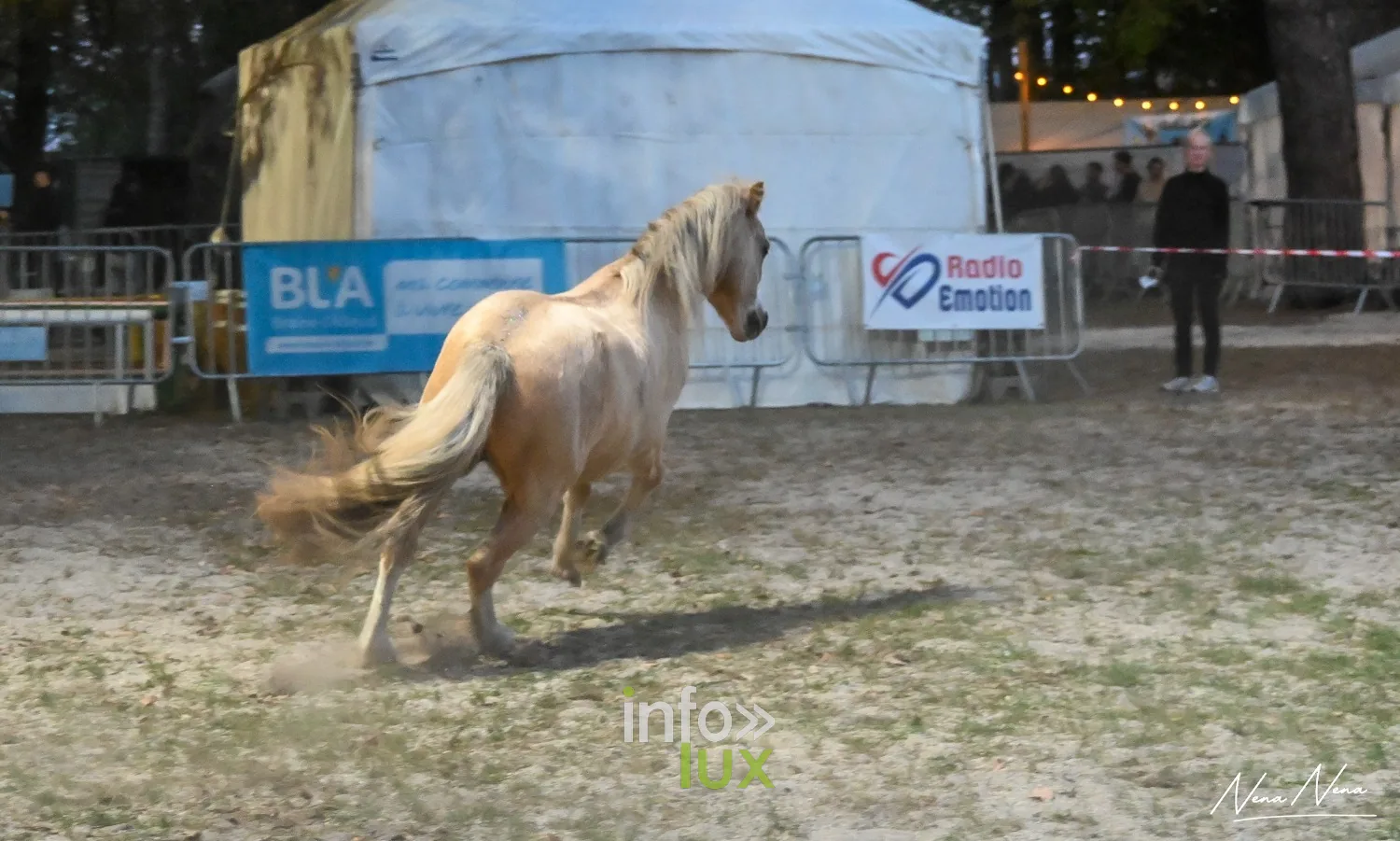 Journées du Cheval 2026 à Braine-l’Alleud, parc du Cheneau : le poney palomino au galop en liberté