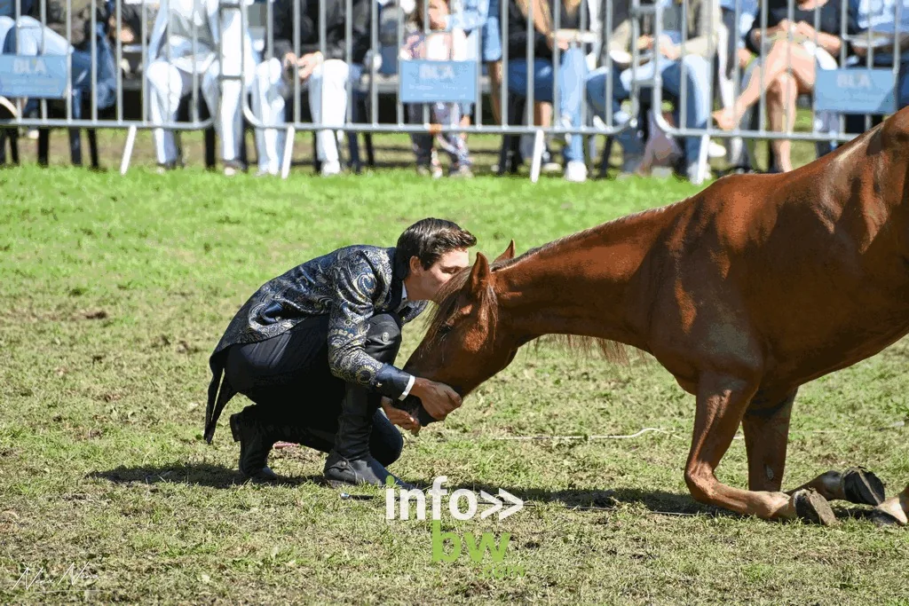 Un dresseur accroupi face à un cheval alezan couché, démonstration de travail en liberté