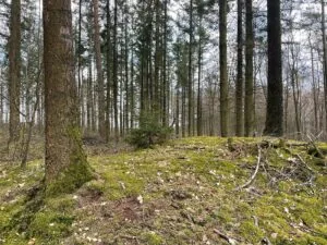 La forêt, au fil de l’eau à Attert : balade en forêt — Attert La forêt, au fil de l’eau à Attert : balade en forêt — Attert