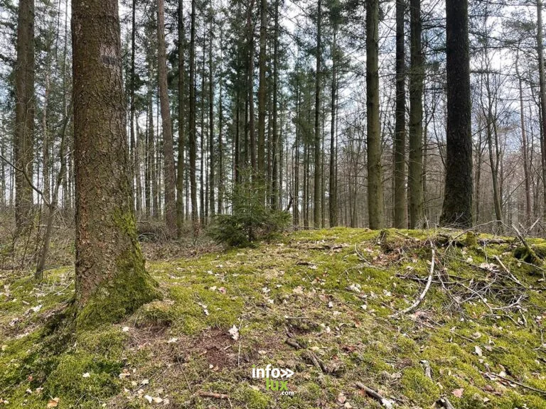 La forêt, au fil de l’eau à Attert : balade en forêt